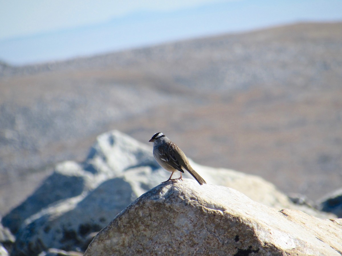 White-crowned Sparrow - ML254313611