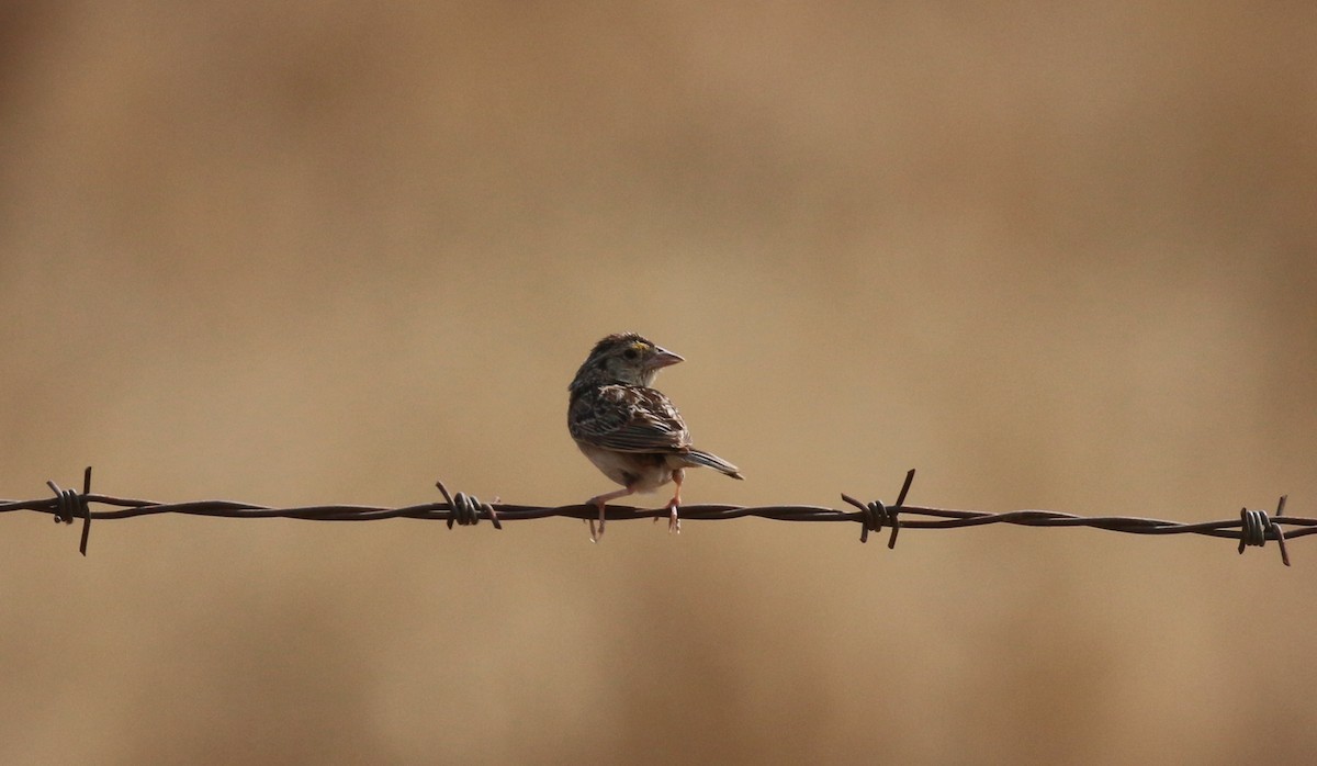 Grasshopper Sparrow - ML254314481