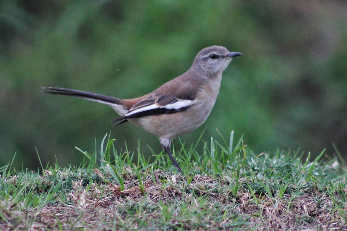 White-banded Mockingbird - ML254315361