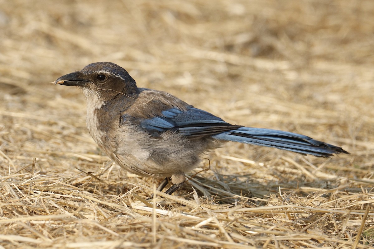 California Scrub-Jay - Audry Nicklin