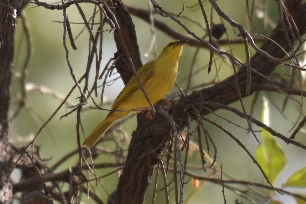 Yellow Honeyeater - ML254319481