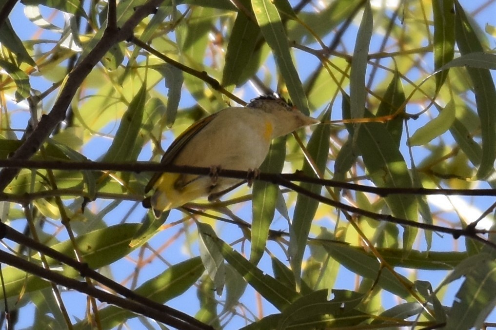 Red-browed Pardalote - ML254319581