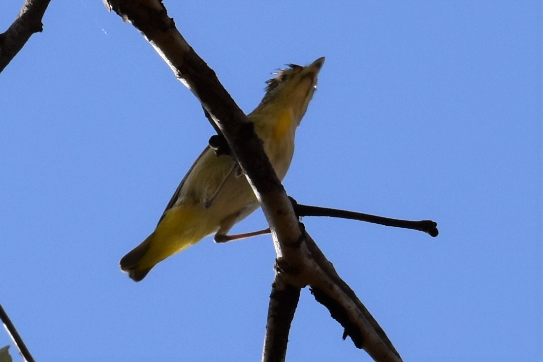 Red-browed Pardalote - ML254319591