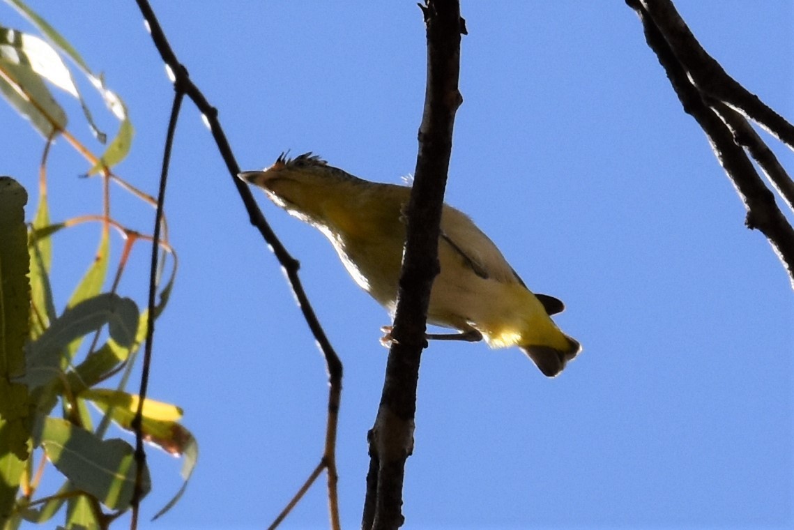 Red-browed Pardalote - ML254319601
