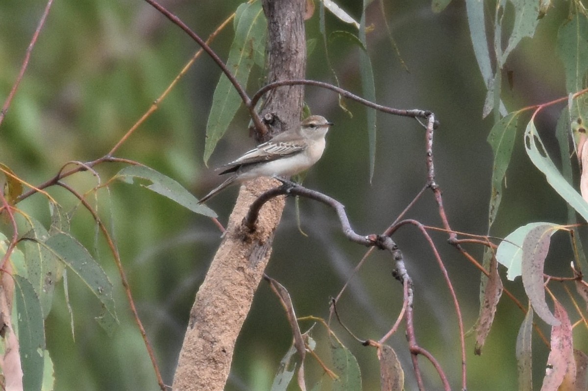 White-winged Triller - ML254319651