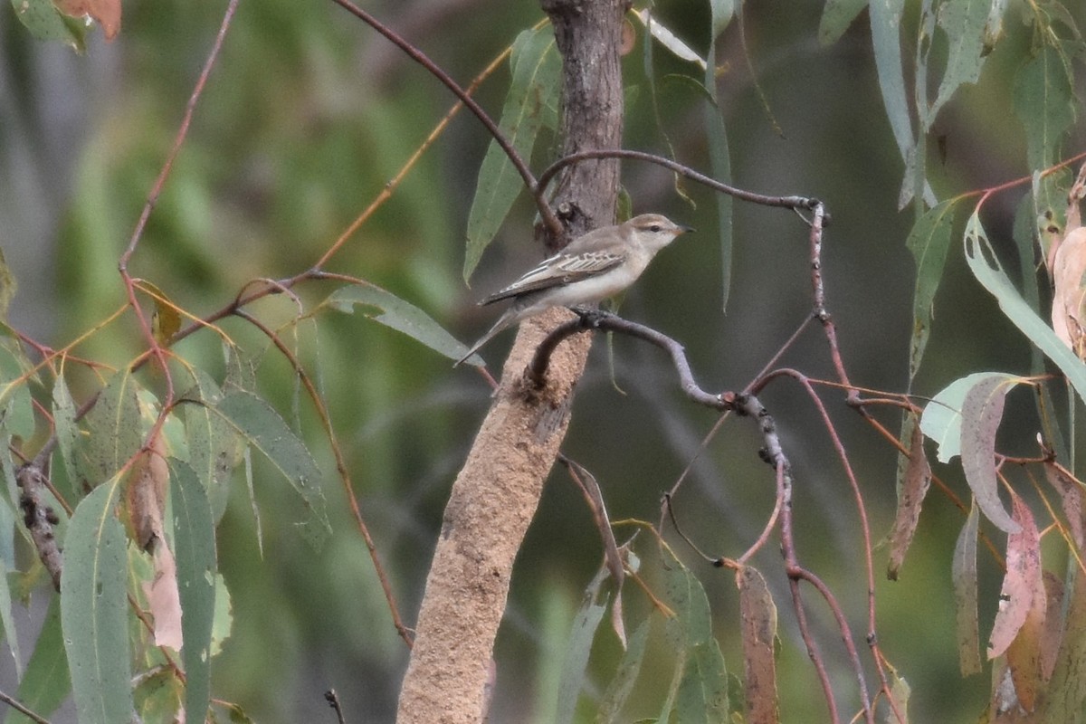 White-winged Triller - ML254319661