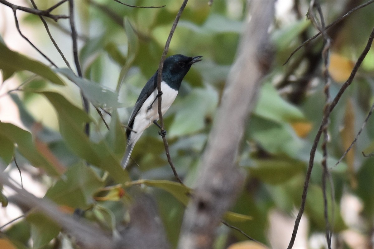 Leaden Flycatcher - ML254319711