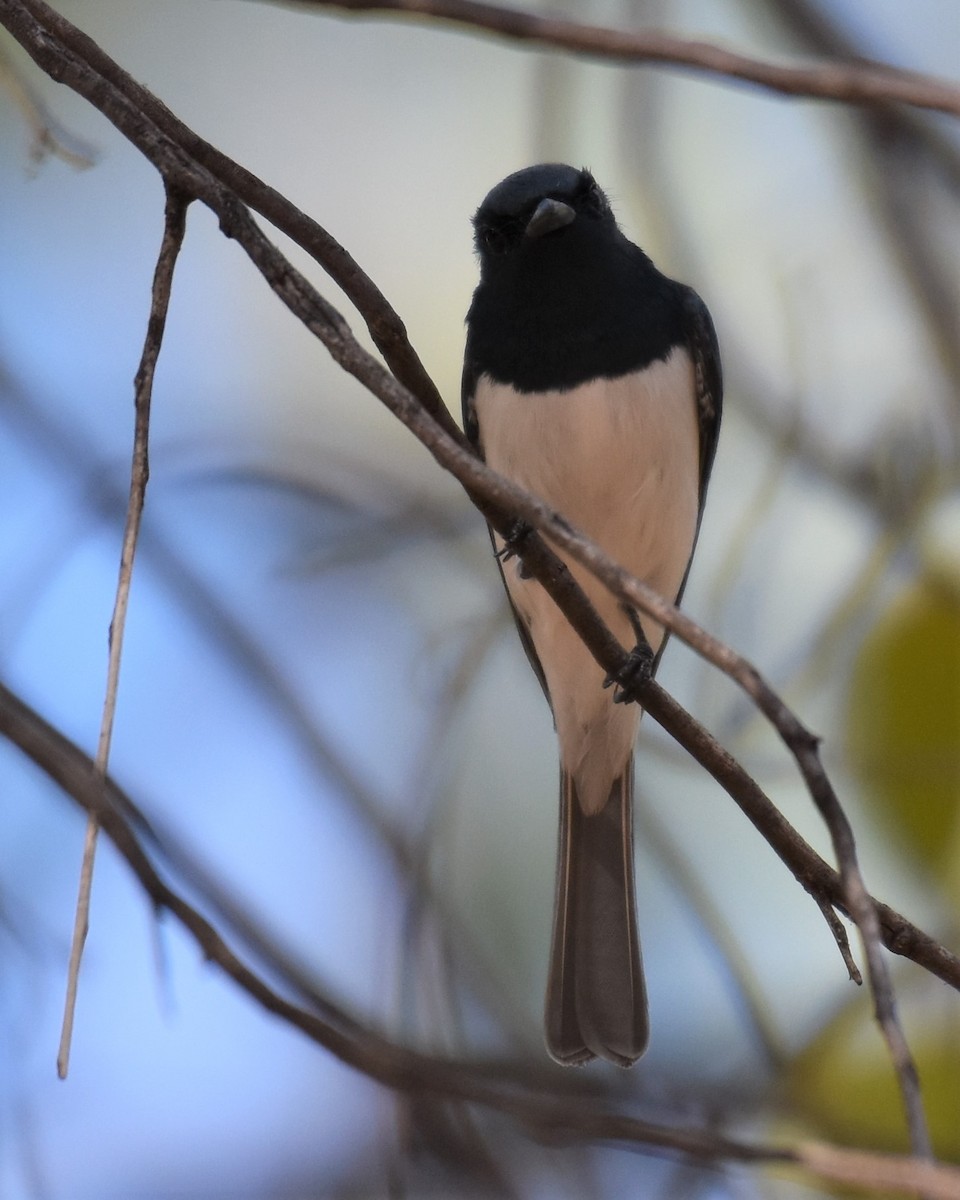 Leaden Flycatcher - ML254319721
