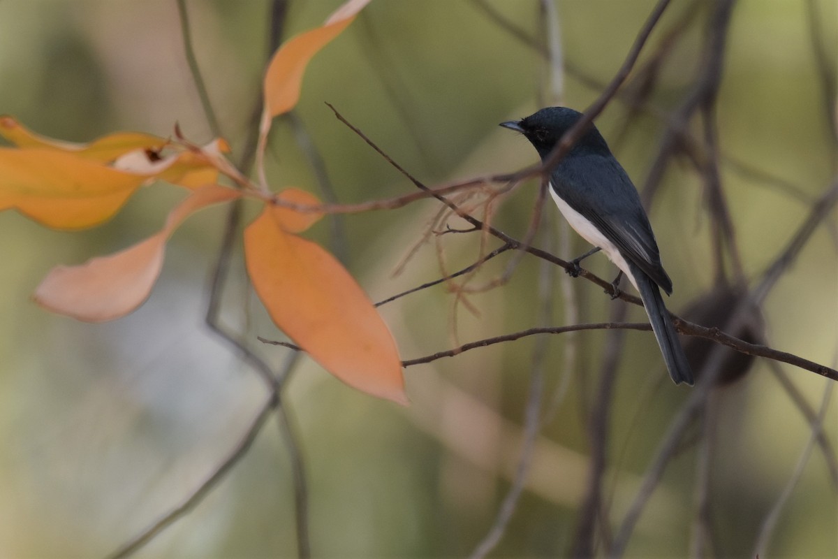 Leaden Flycatcher - ML254319731