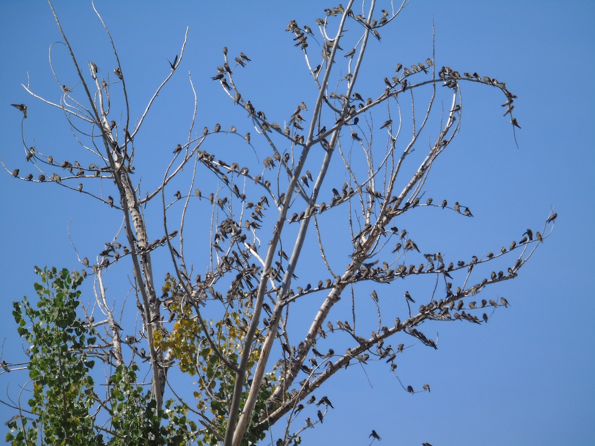 כוכית גדות - ML254321241