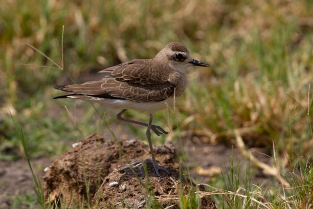 Caspian Plover - ML254321641