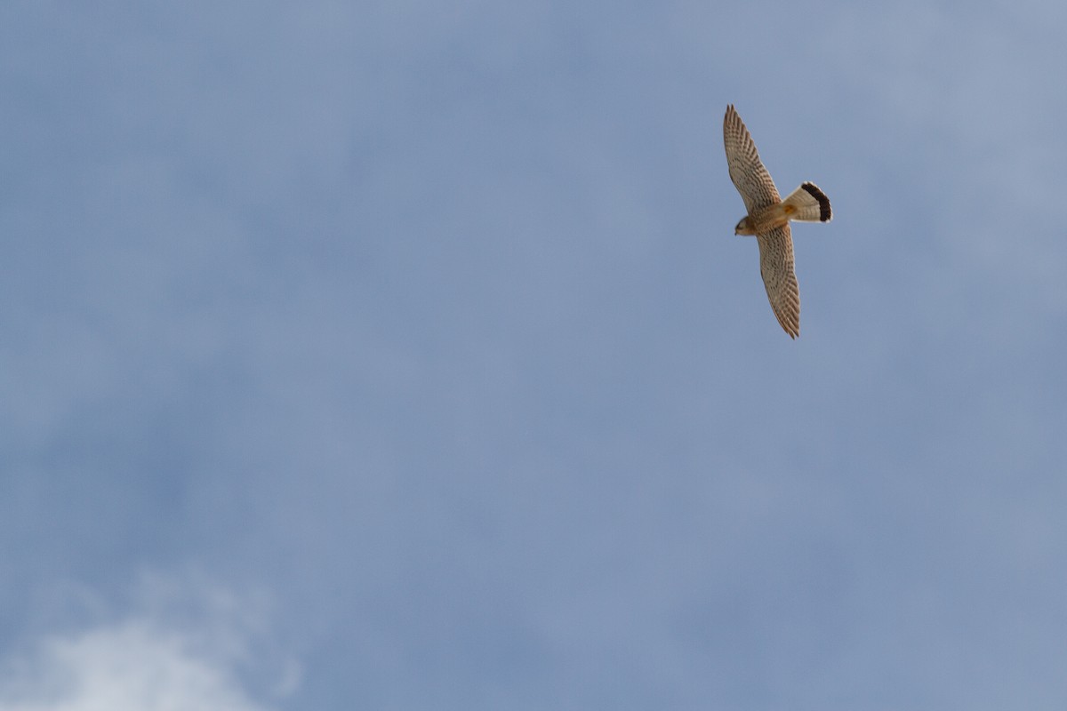 Eurasian Kestrel (Eurasian) - ML254324731