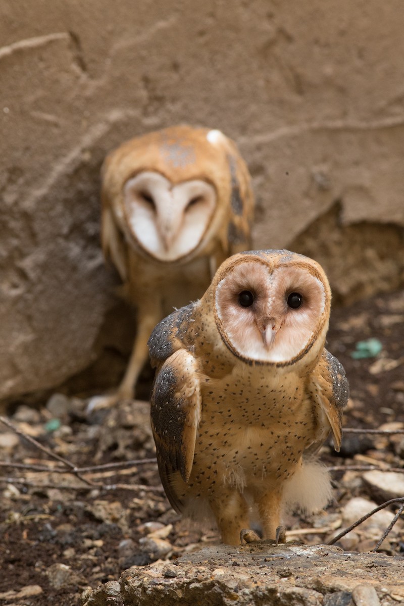 Barn Owl - ML254325171