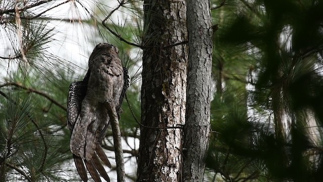 Northern Potoo (Middle American) - ML254325861