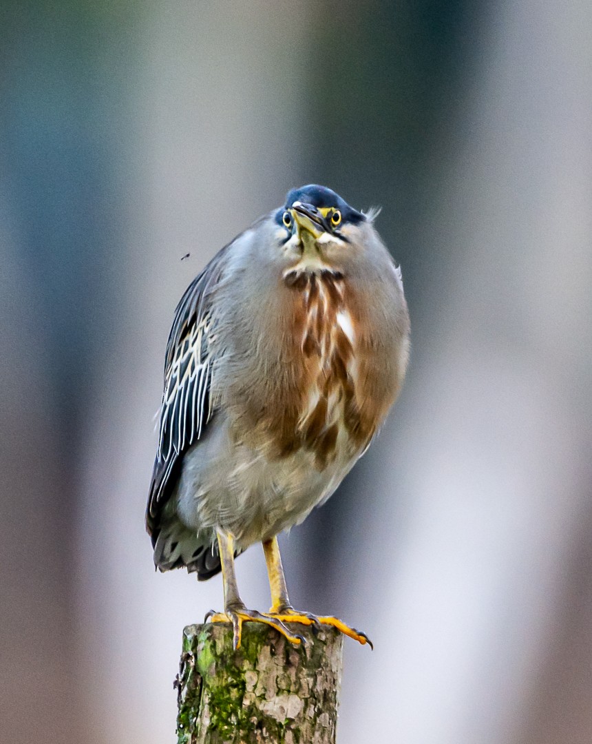 Striated Heron - ML254326031