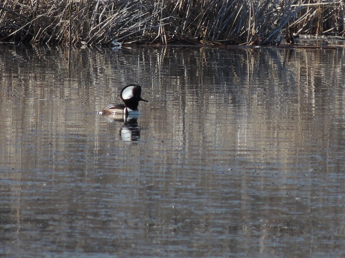 Hooded Merganser - Paul & Koni Fank