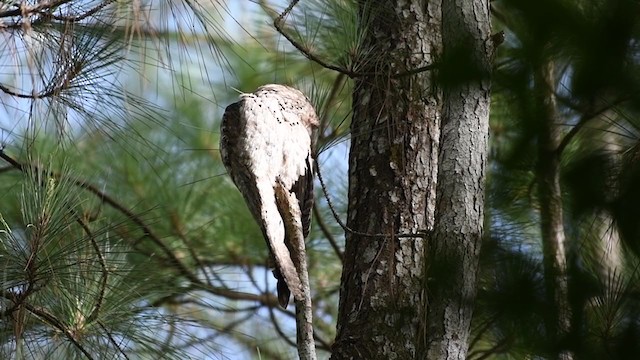 Northern Potoo (Middle American) - ML254327631