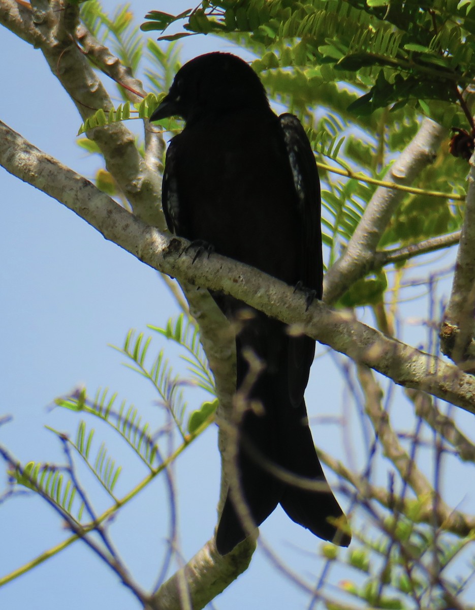 Black Drongo - Shadia Constantine