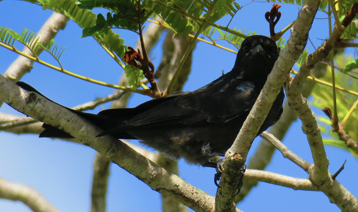 Black Drongo - ML254328021