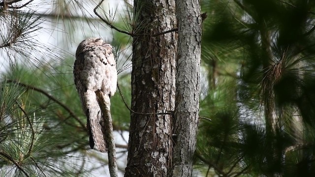 Northern Potoo (Middle American) - ML254328121