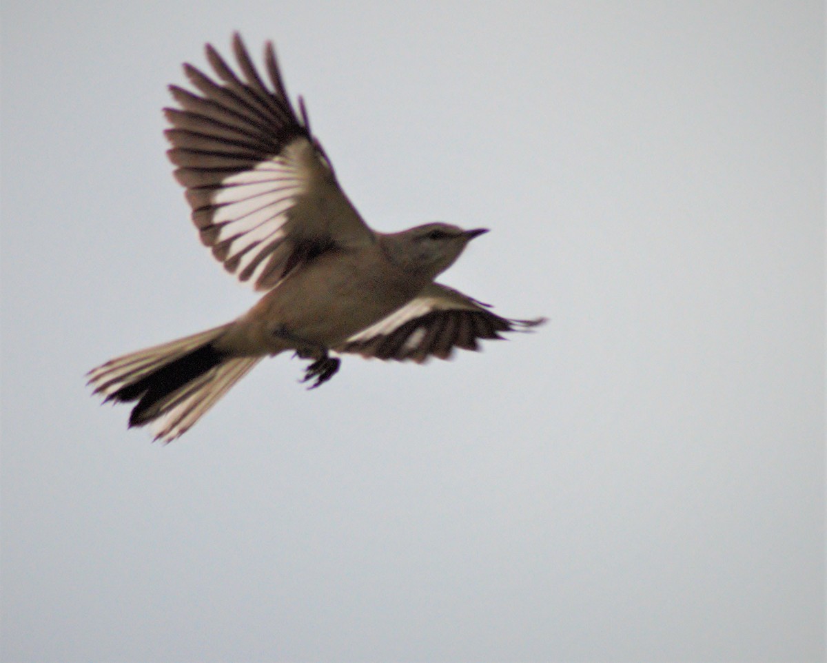 White-banded Mockingbird - ML254328791