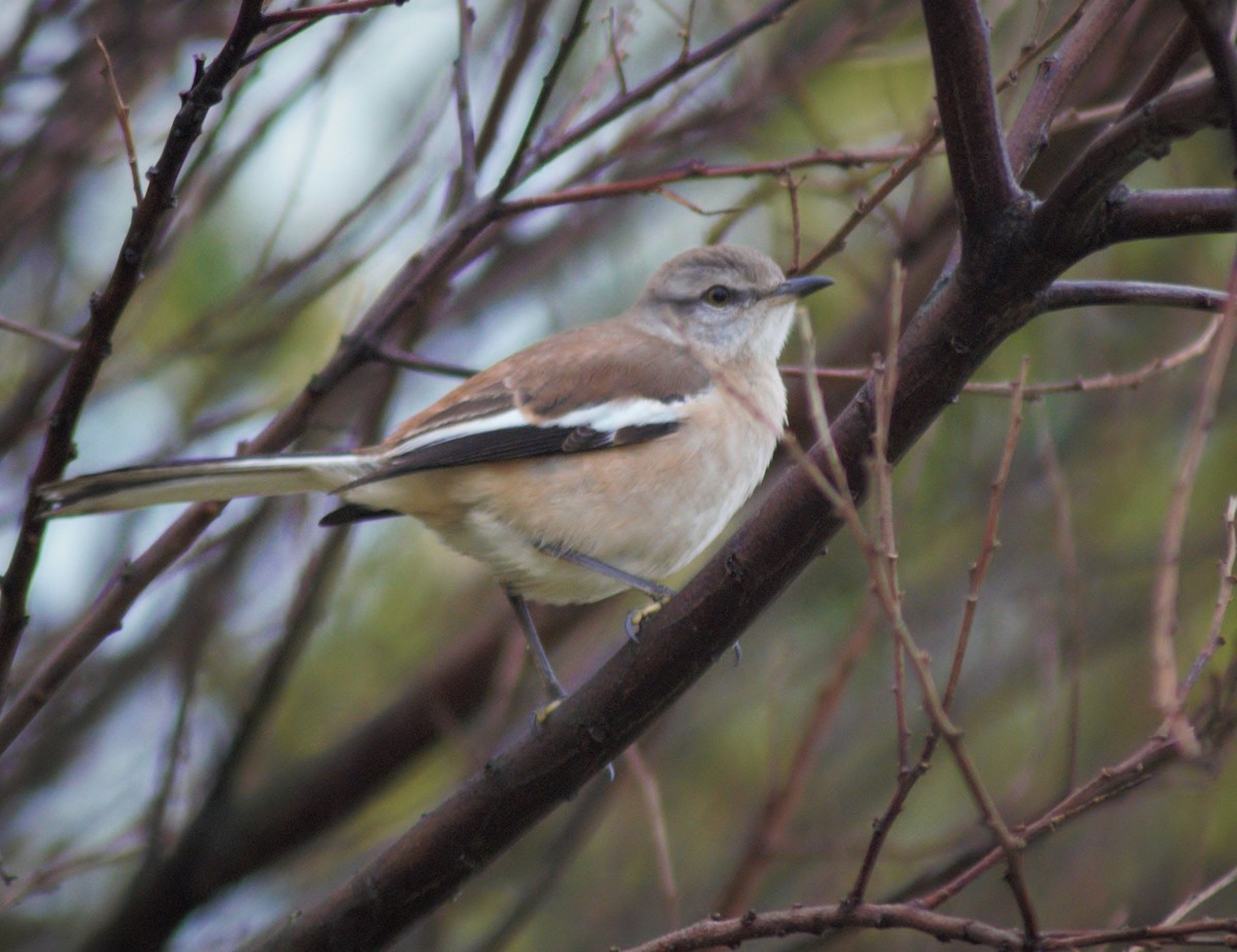 White-banded Mockingbird - ML254328811