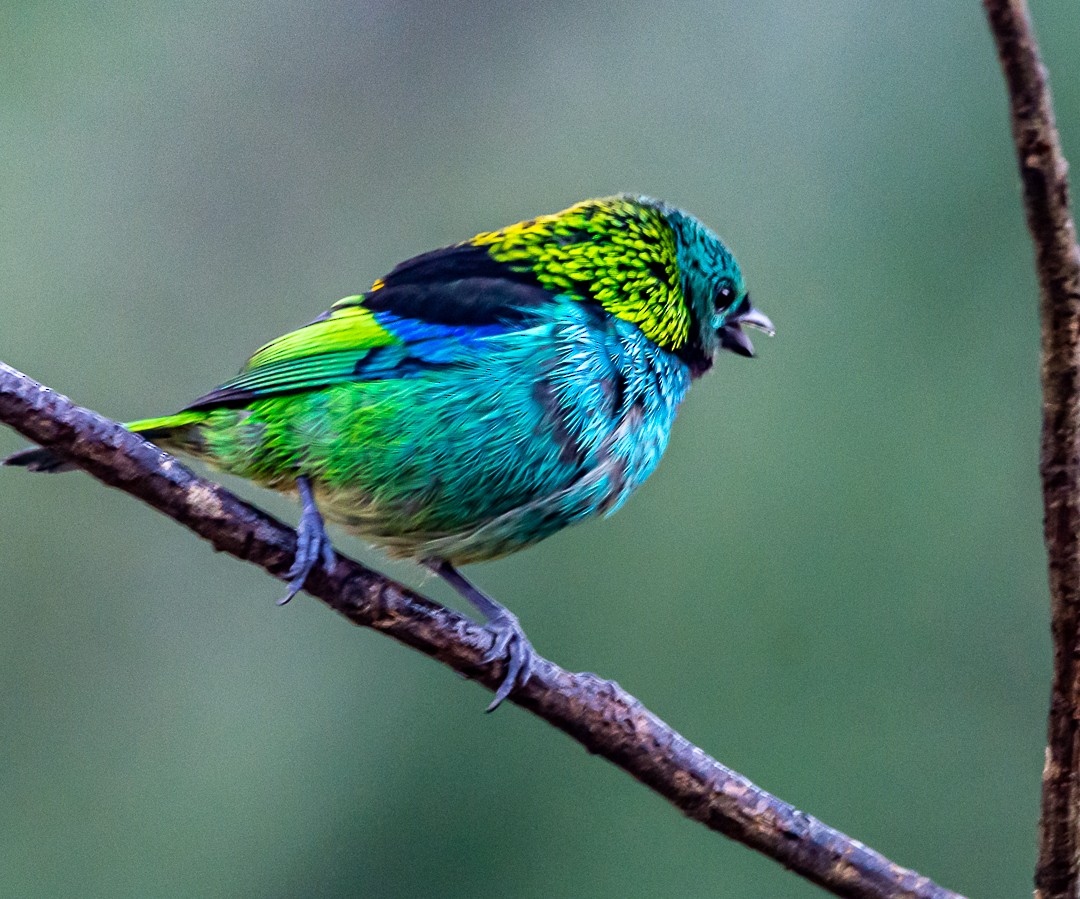 Green-headed Tanager - Ernesto Berkenbrock