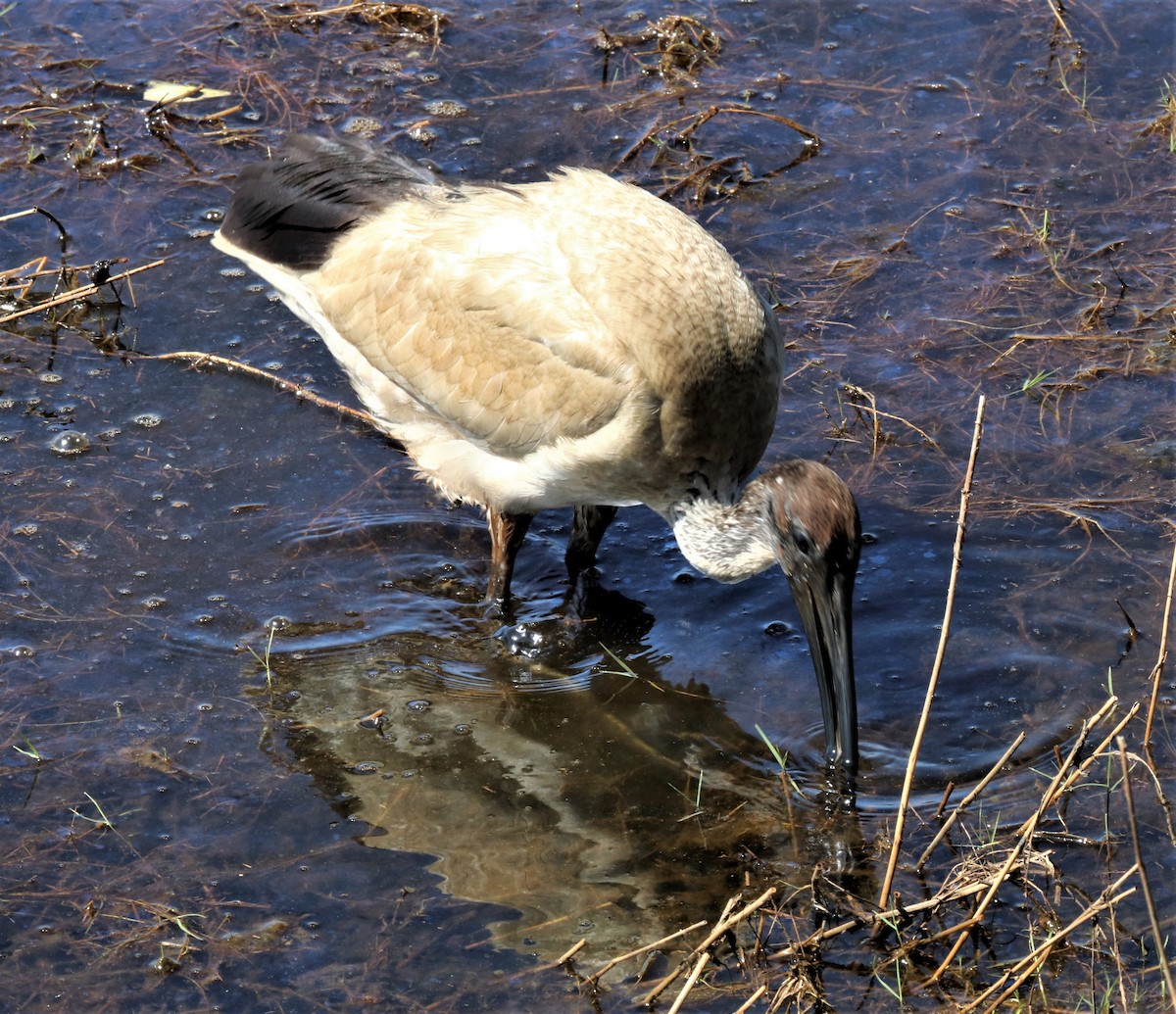 ibis australský - ML254332881