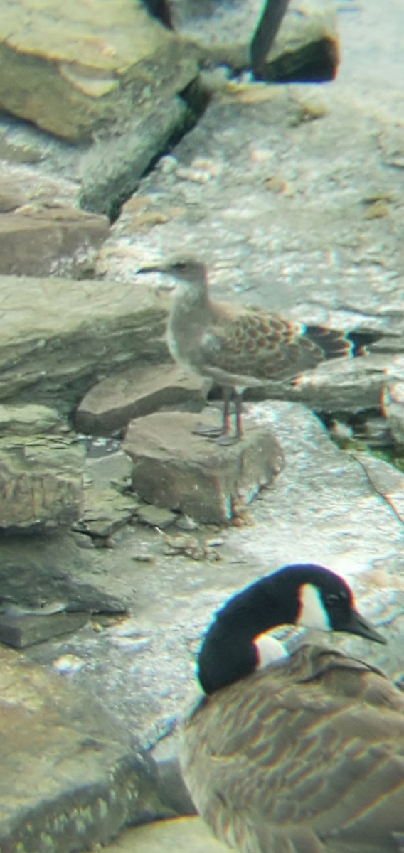 Laughing Gull - ML254334241