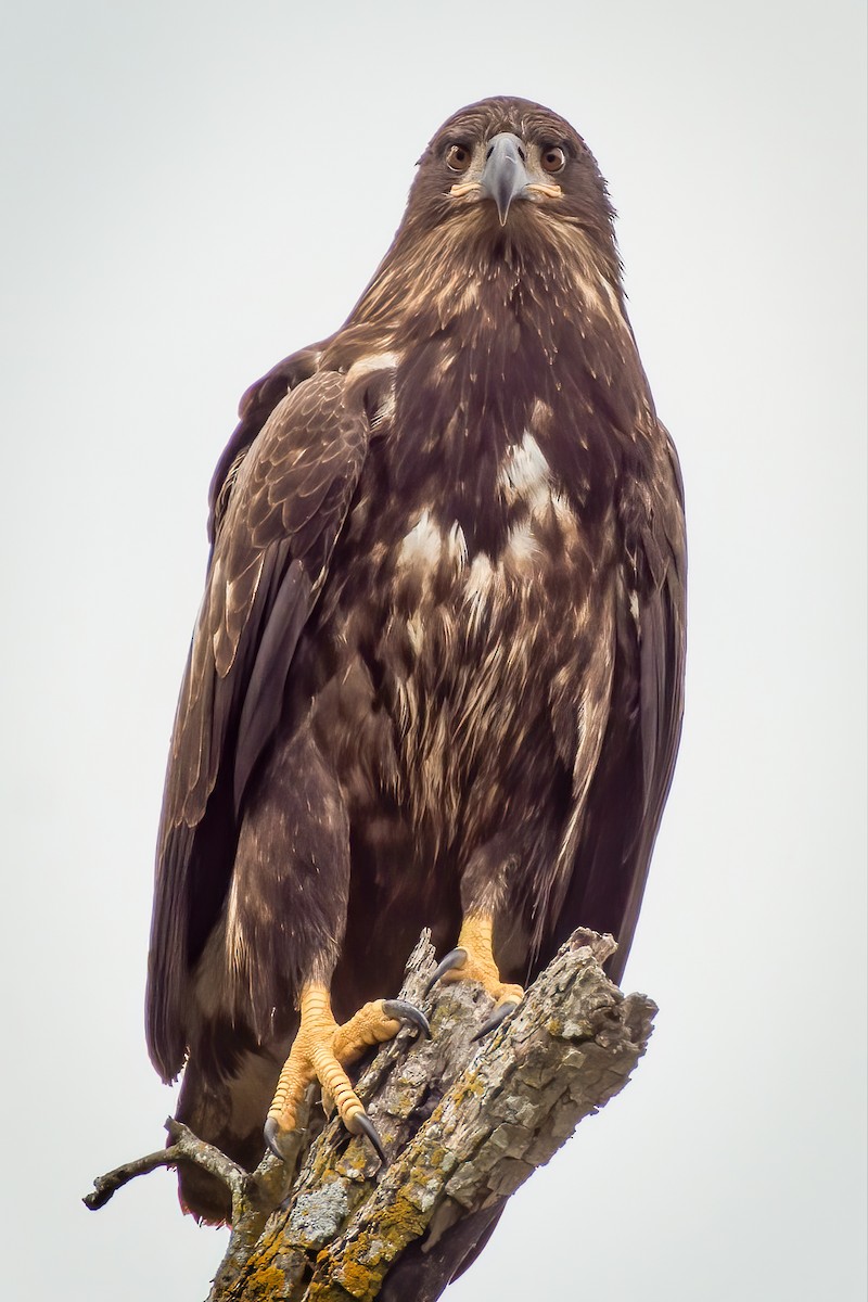 Bald Eagle - ML254338391