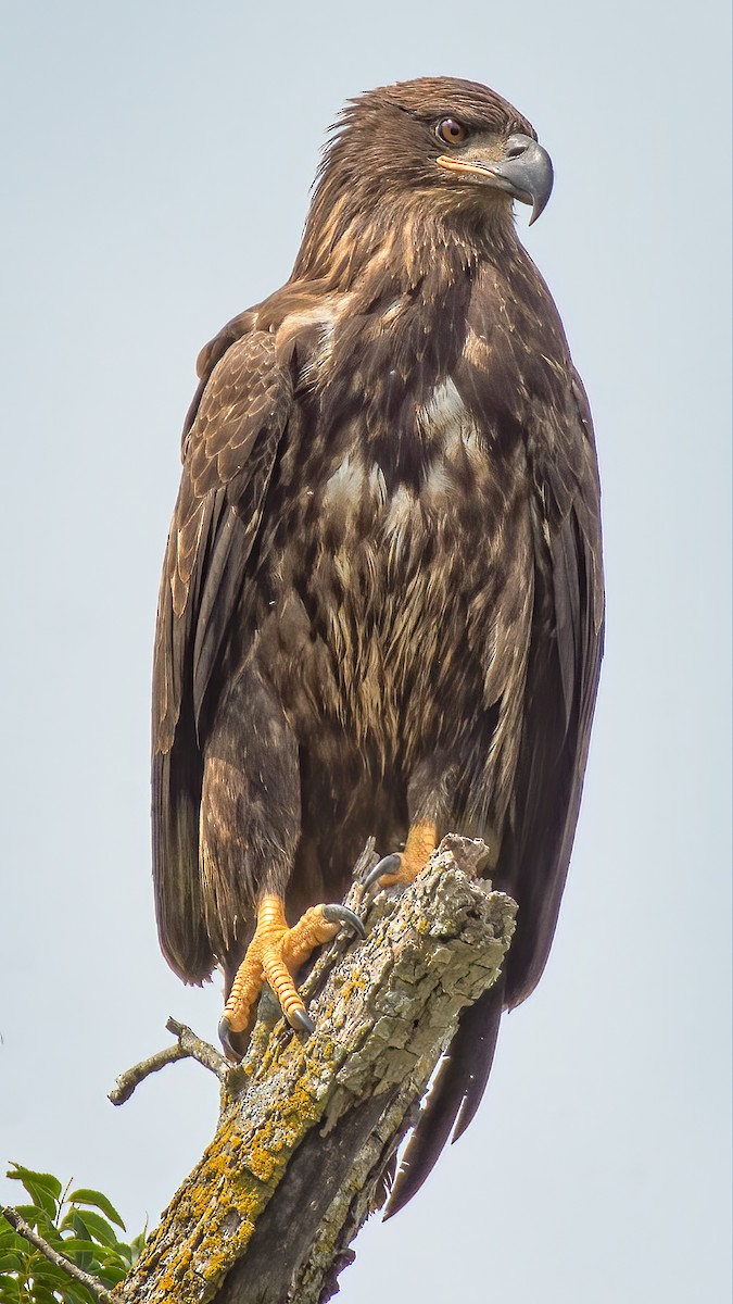 Bald Eagle - ML254338401