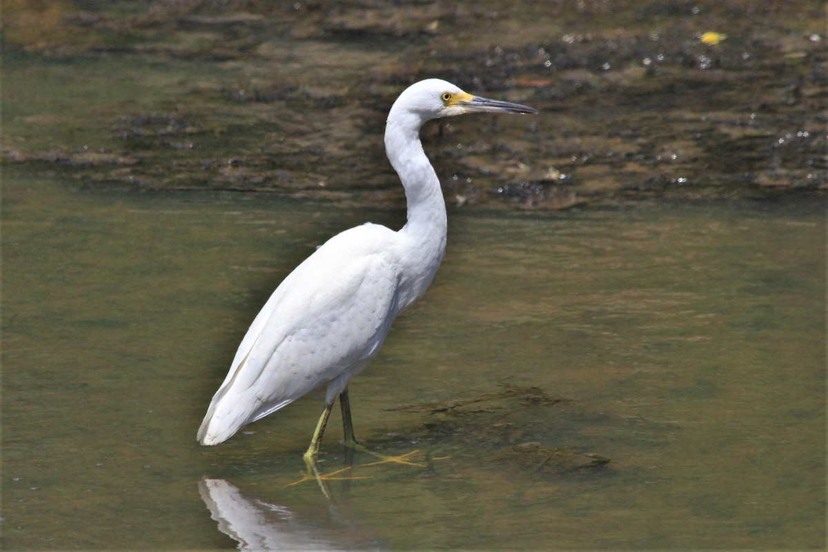 Snowy Egret - ML254338771