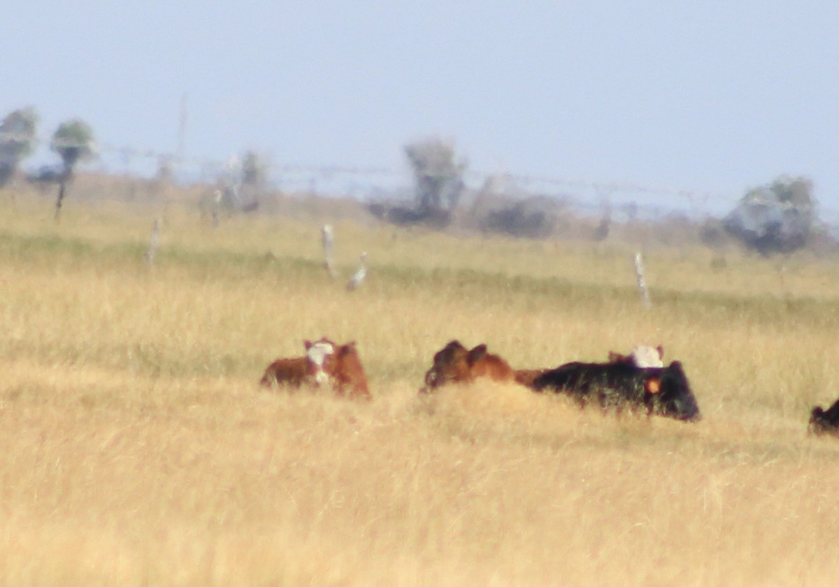 Common Crane - ML254339381