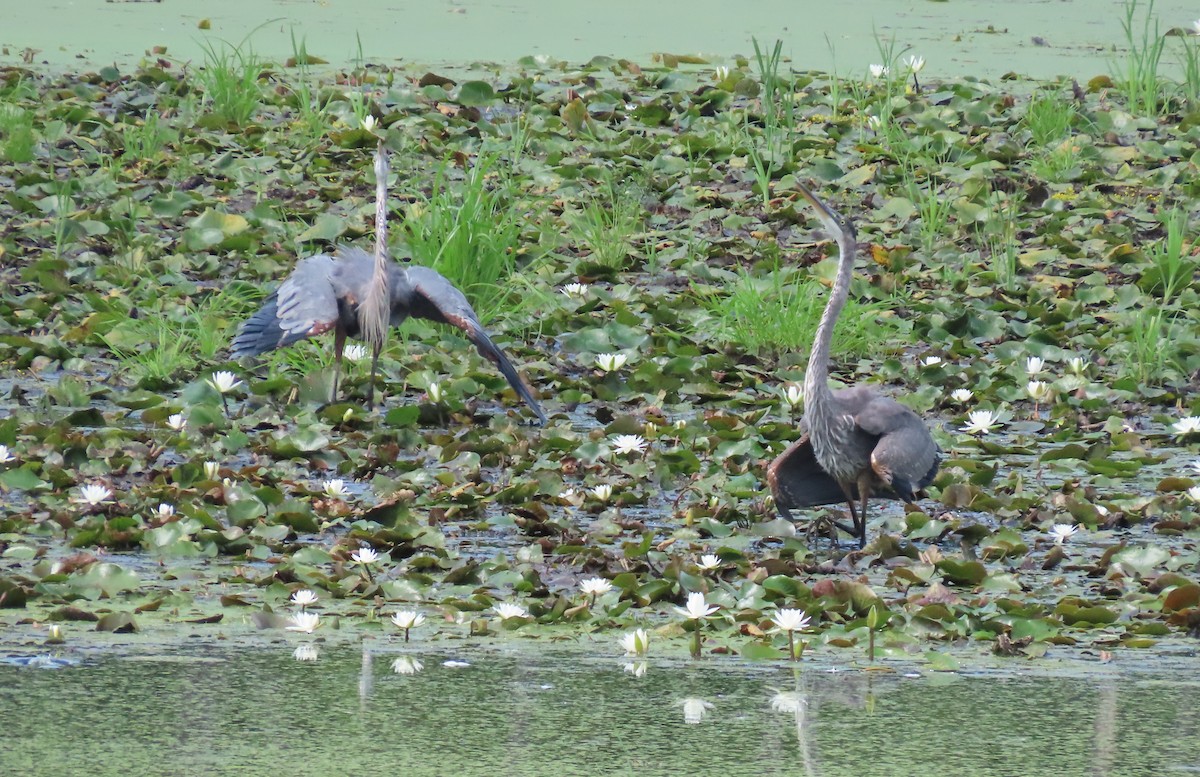 Great Blue Heron - ML254340211