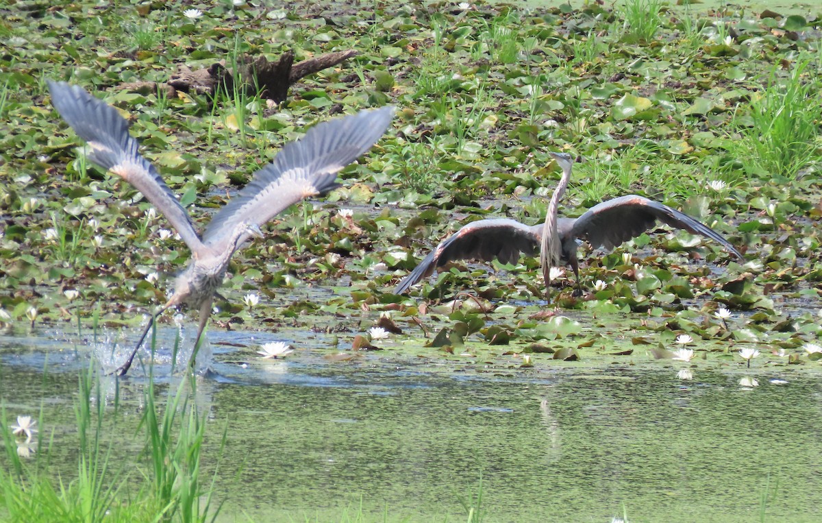 Great Blue Heron - ML254340251