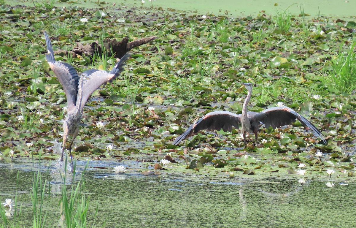 Great Blue Heron - ML254340261