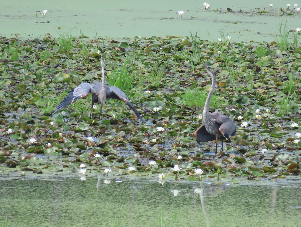 Great Blue Heron - ML254340291