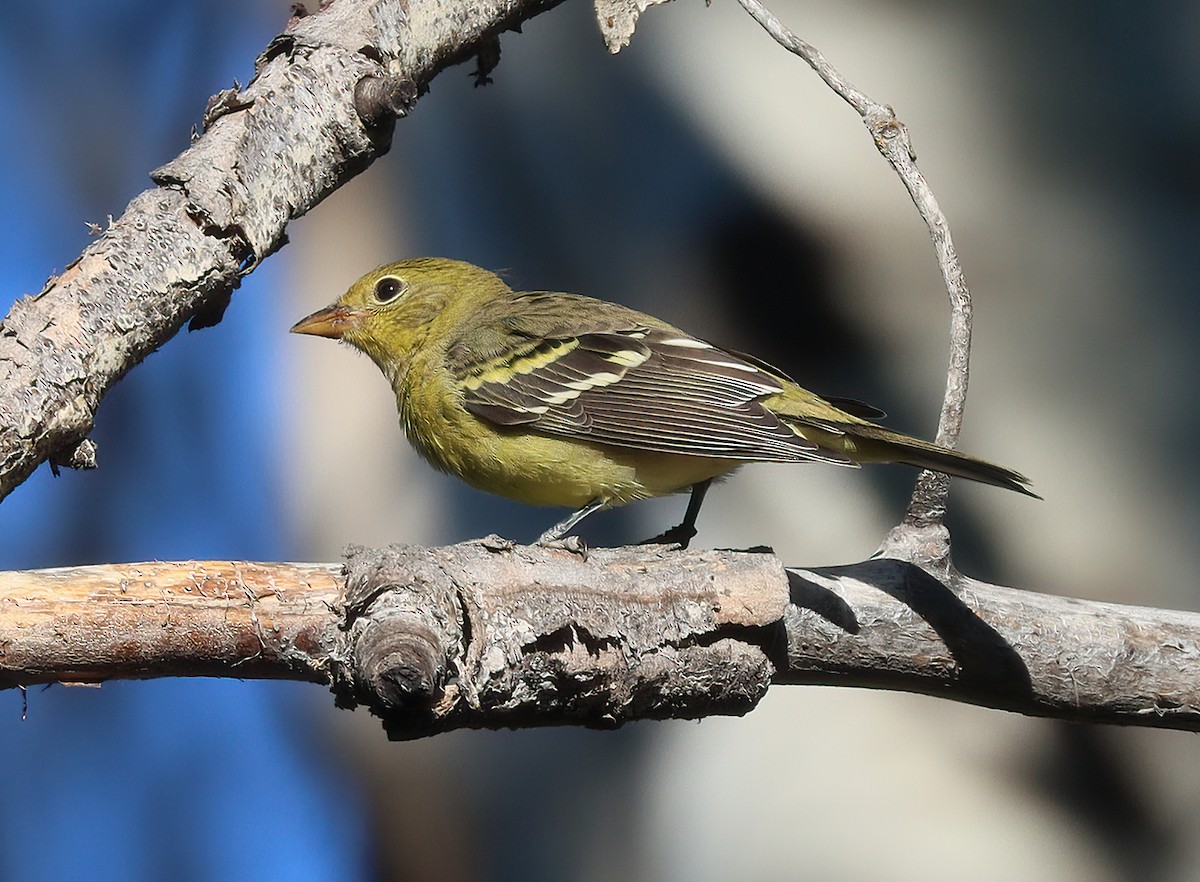 Western Tanager - ML254340861