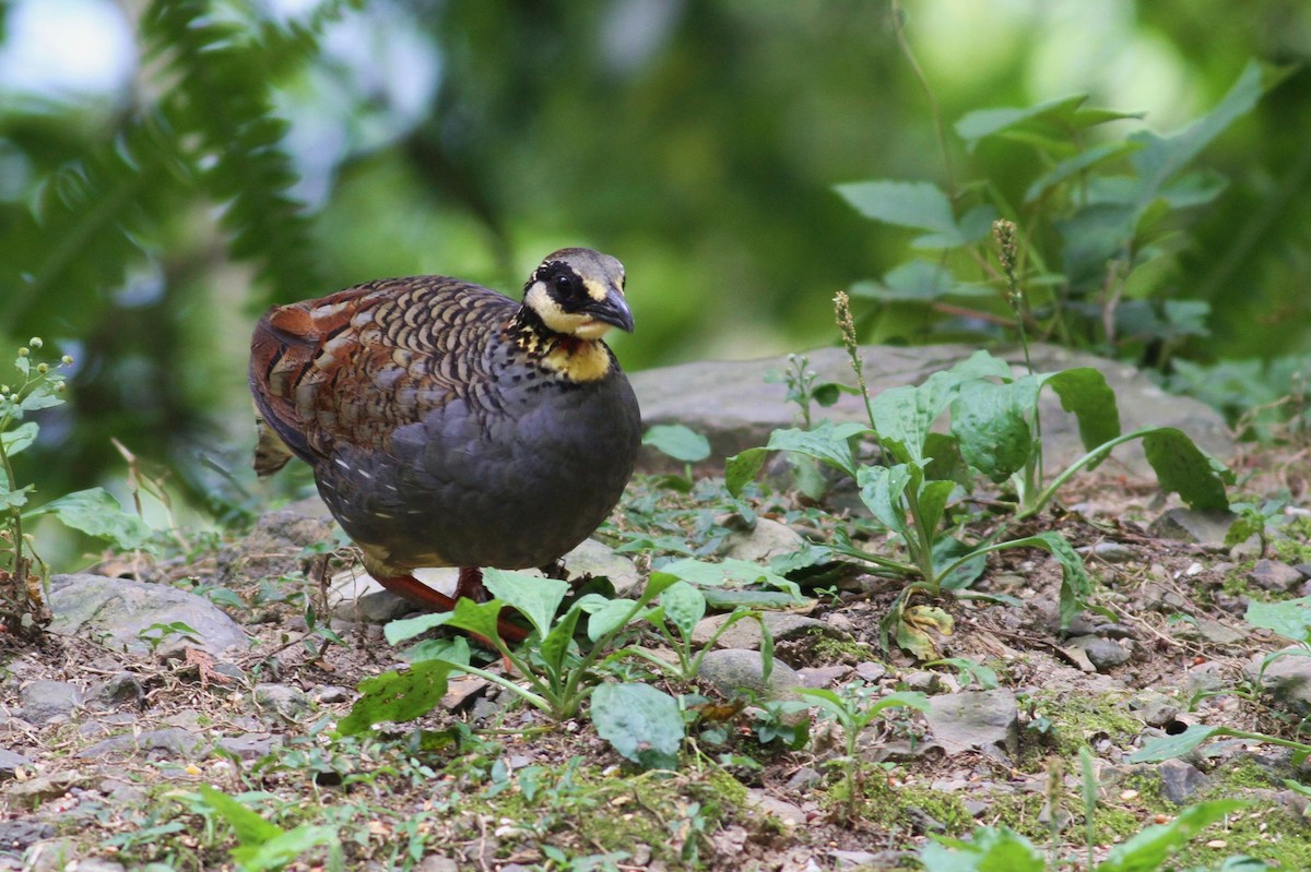 Taiwan Partridge - ML254341201