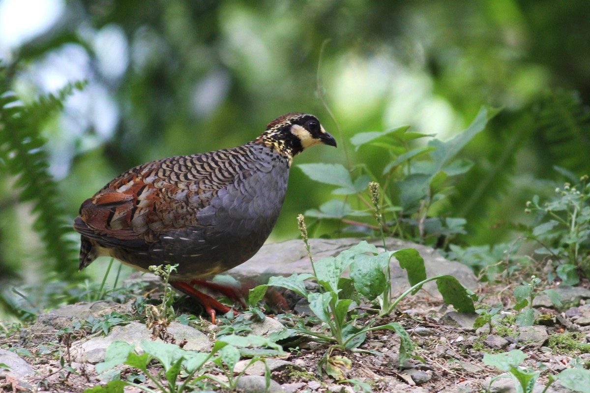 Taiwan Partridge - ML254341241