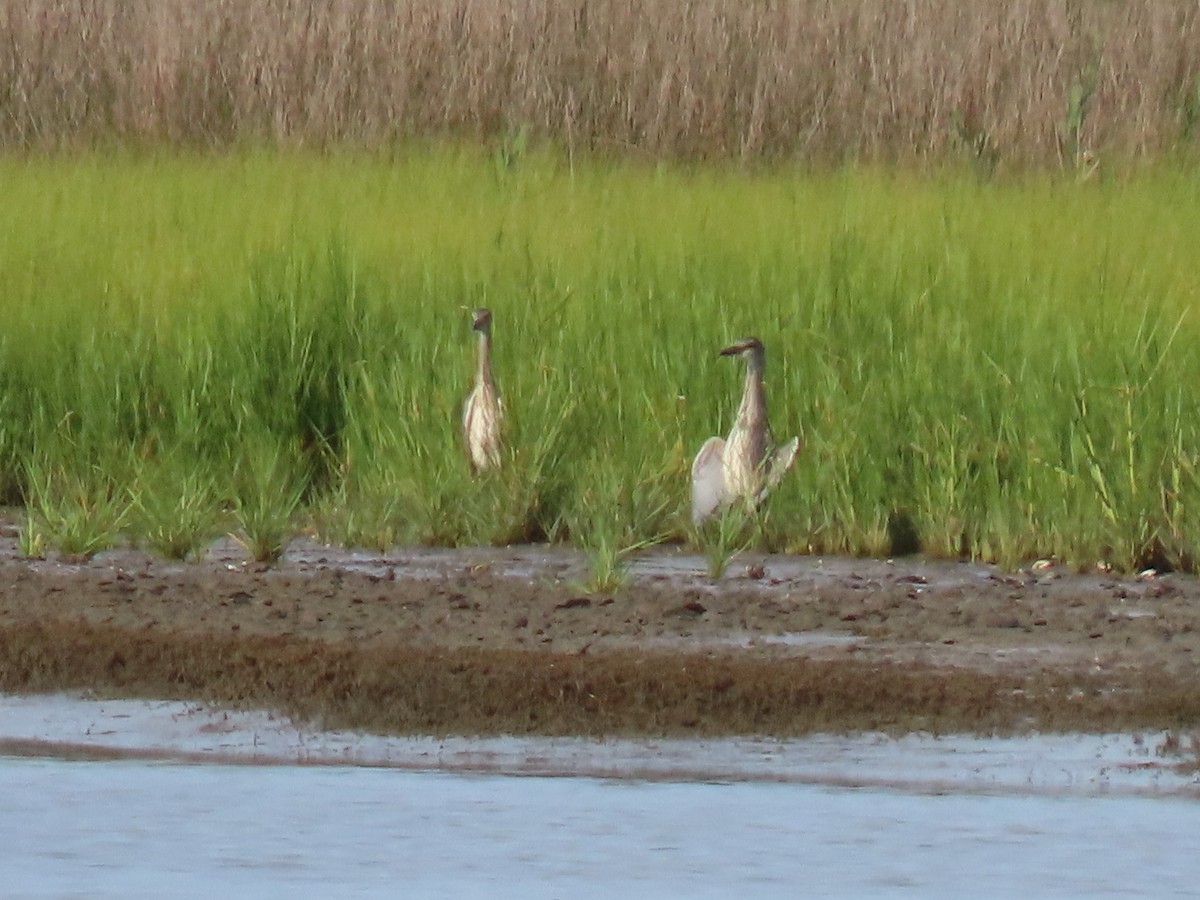 Yellow-crowned/Black-crowned Night Heron - ML254341991
