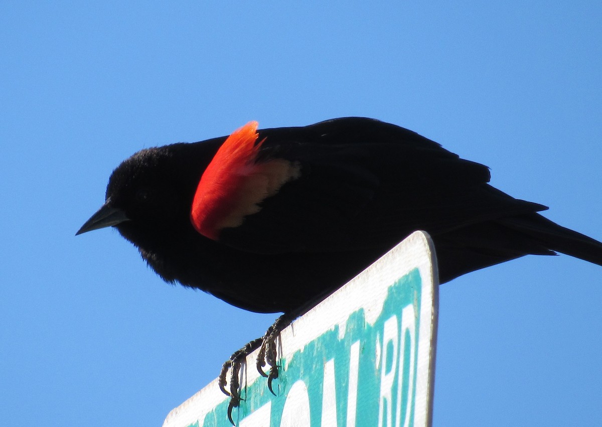 Red-winged Blackbird - Julie  Michael