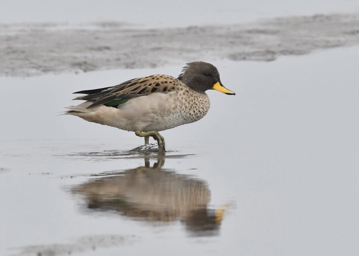 Yellow-billed Teal - ML254344601