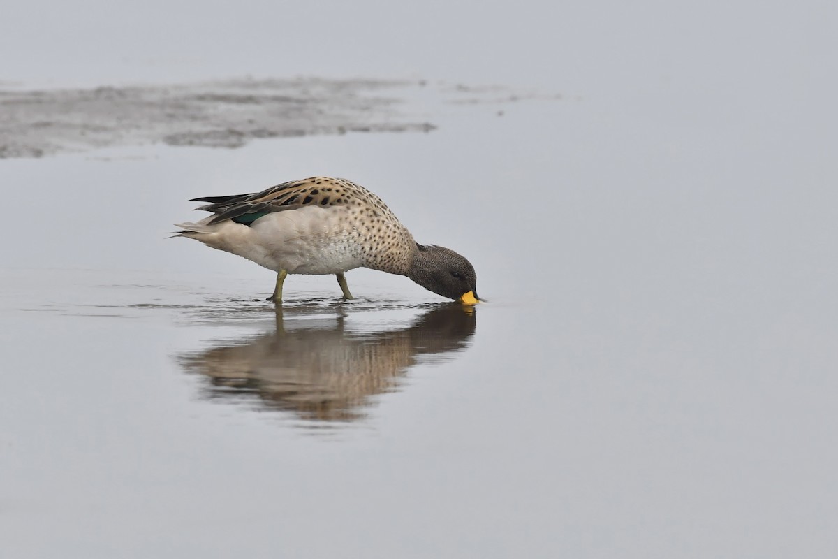 Yellow-billed Teal - ML254344631