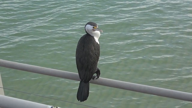 Pied Cormorant - ML254345641