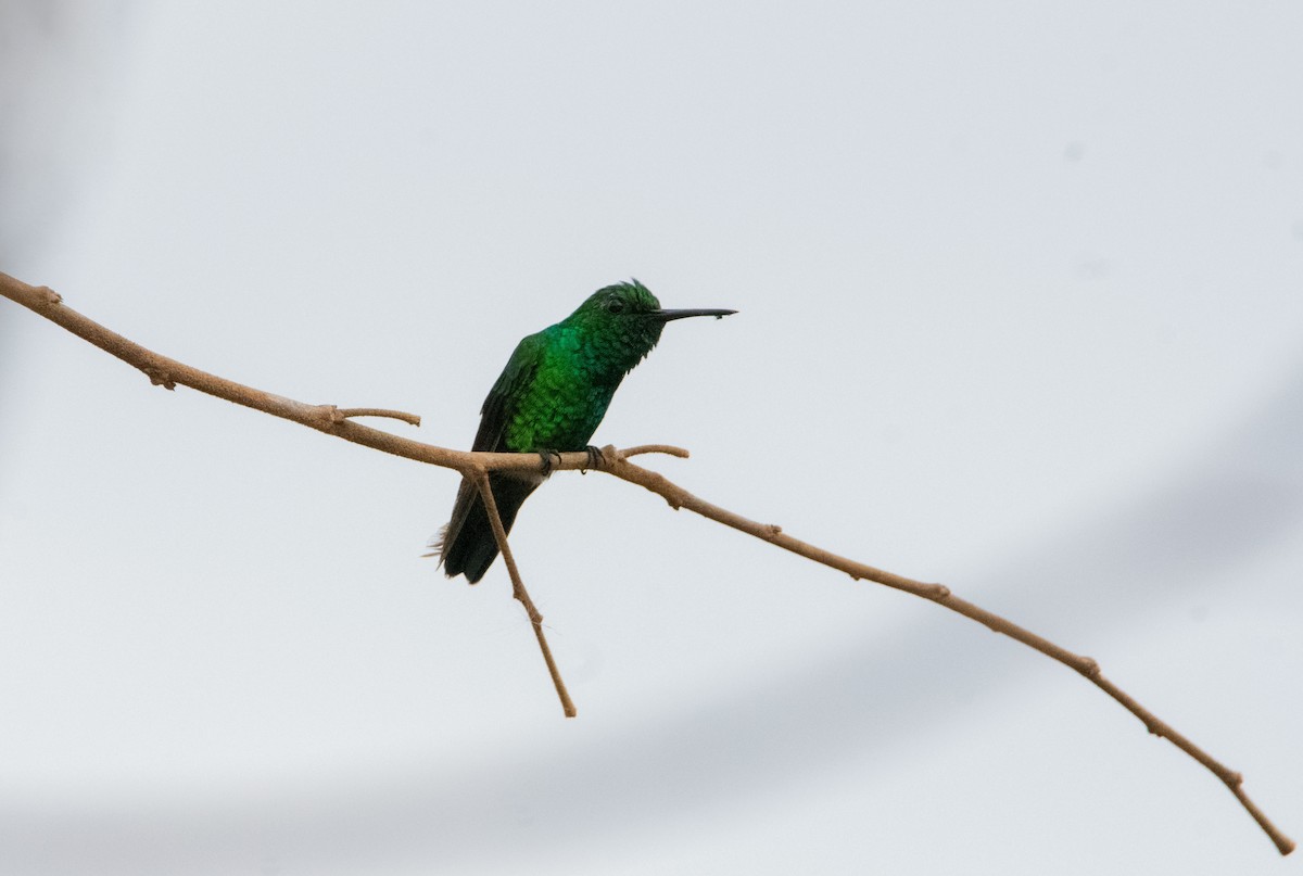 Blue-tailed Emerald - Warren Perez