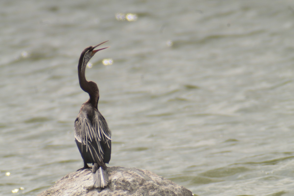 Oriental Darter - Naresh Vadrevu