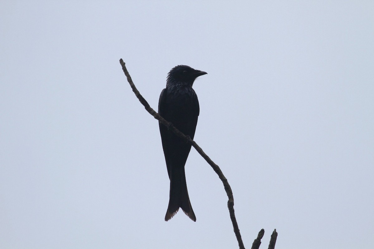 Bronzed Drongo - Ting-Wei (廷維) HUNG (洪)