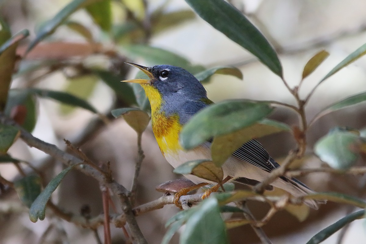 Northern Parula - Steve Raduns