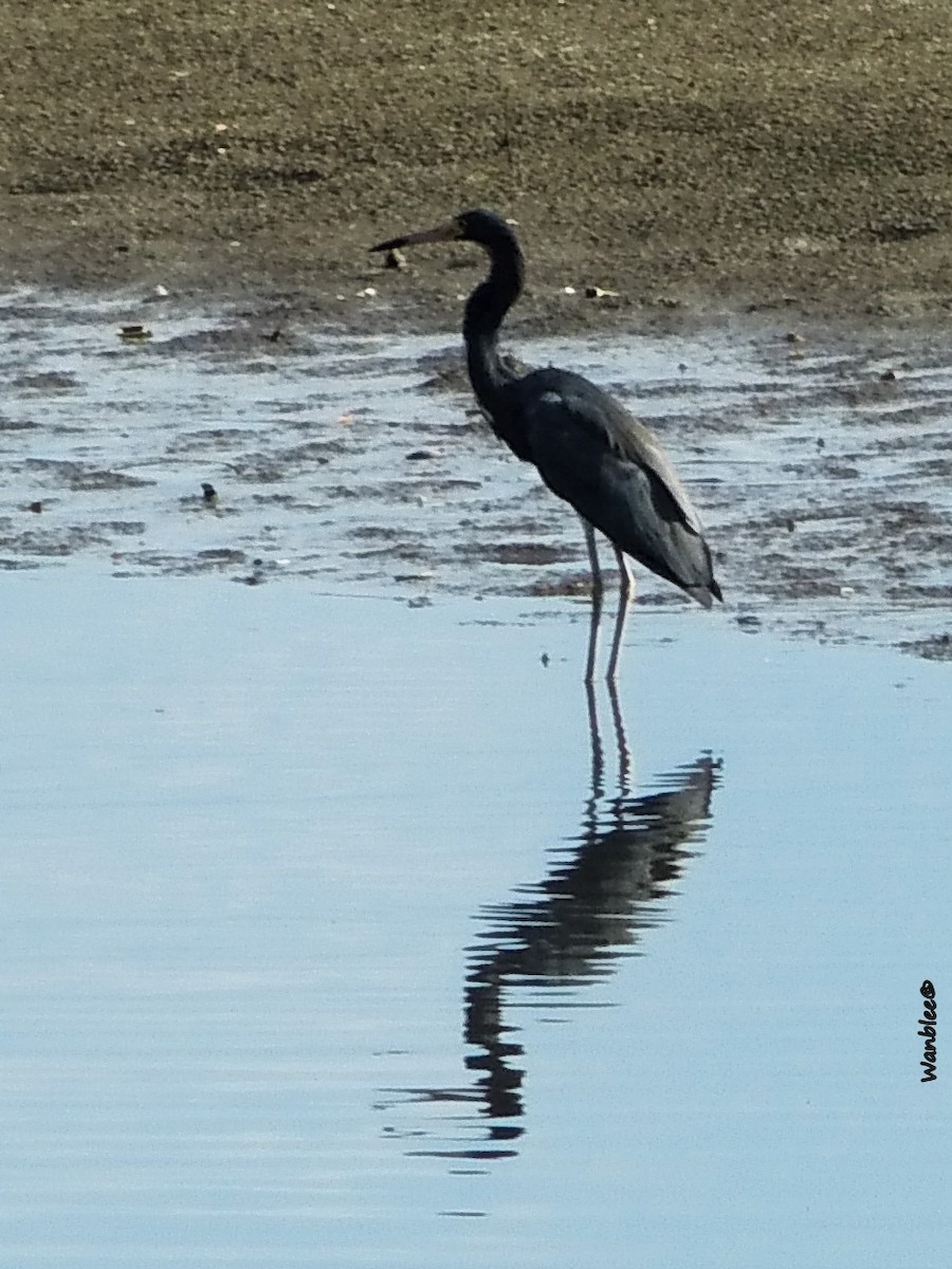 Little Blue Heron - ML254352251